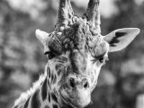 Are B Corporations good for the environment
