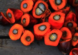 How green is it to use palm oil